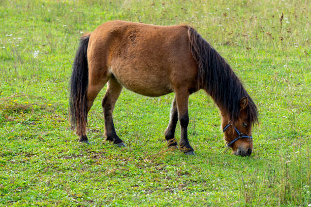 istock Pony eating fresh juicy grass 1172989835