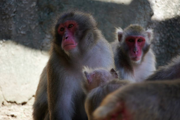 Monkeys that are locked in a cage are eating bananas.