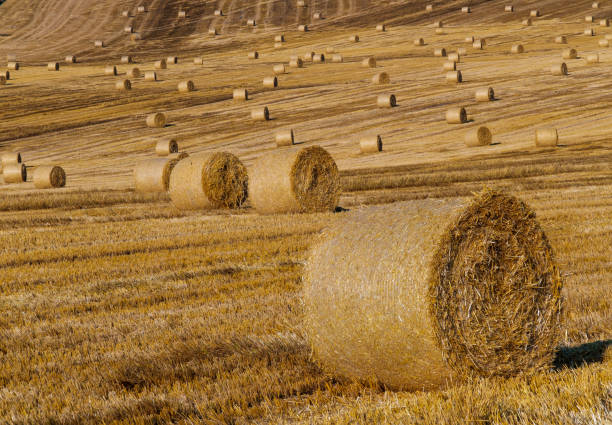 istock Round dried haystacks in the field 1172992159