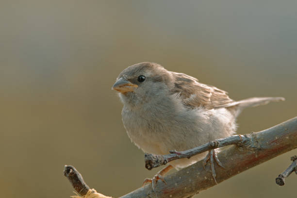 istock House sparrow sitting on a branch 1172992654