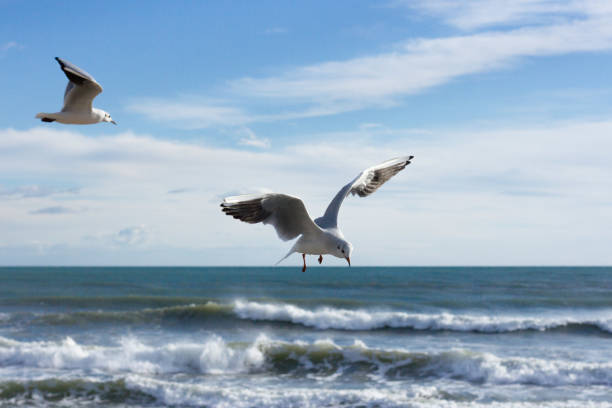 istock Flying seagull over the sea 1172993229