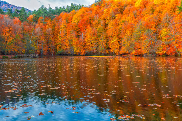 istock Autumn time. Colorful leaves pouring from trees. 1172993908