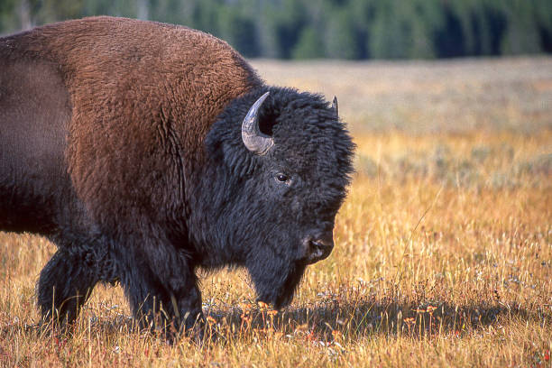 bison américain sur les plaines herbeuses du wyoming - wyoming landscape american culture plain photos et images de collection