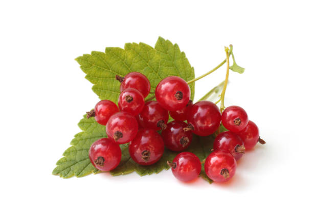 istock Berries of red currant with leaves 1172994168