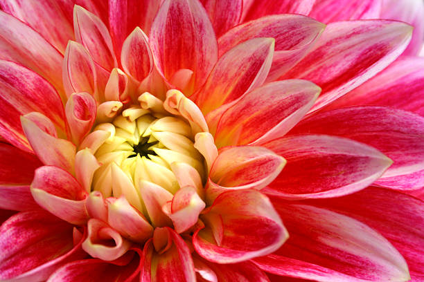 istock Beautiful Pink Tropical Flower Blossom Macro 117299494