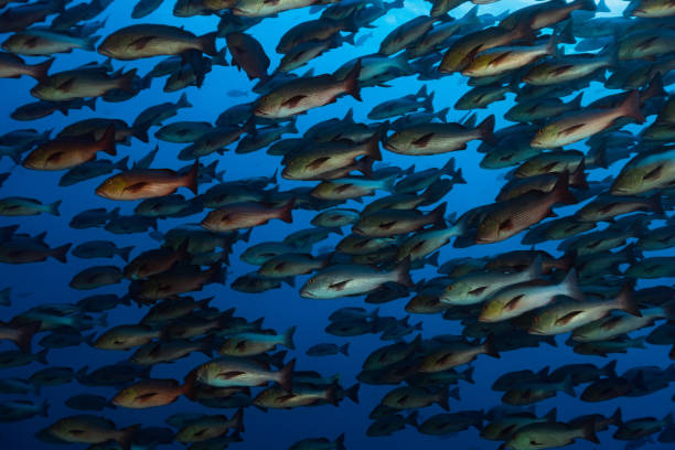 istock Large Spawning Aggregation of Twinspot Snappers Lutjanus bohar Two Days before Full Moon, Palau, Micronesia 1172995191