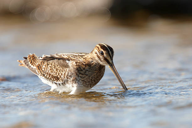 Common Snipe feeding in shallow water The Common Snipe or Fantail Snipe is a small, stocky shorebird. common snipe stock pictures, royalty-free photos & images