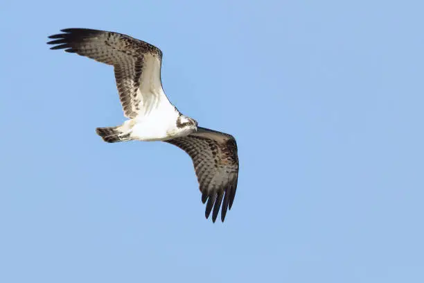 An osprey against a blue sky. An osprey flying.