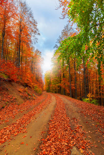 heure d'automne. feuilles jaunes, rouges, oranges, colorées coulant de l'arbre. parc national d'uludag, bursa, turquie. - autumn street single lane road tree photos et images de collection