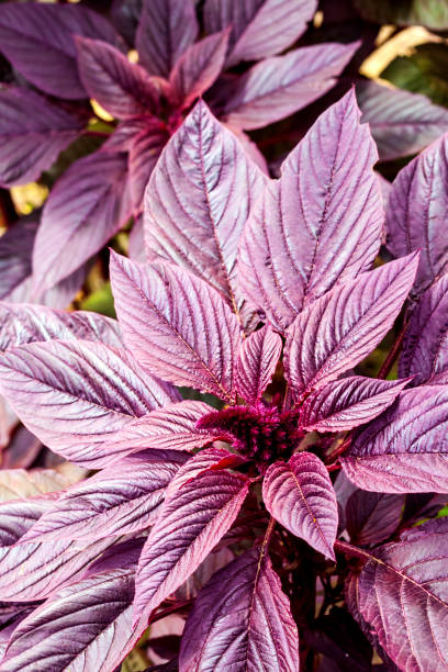 close up vermelho novo do inflorescência do amaranto (amaranthus cruentus) - amaranthus cruentus - fotografias e filmes do acervo