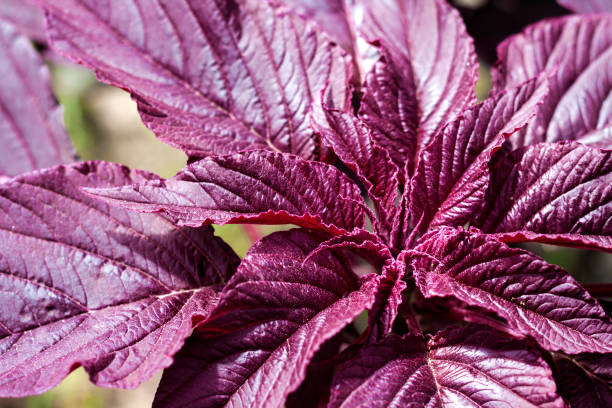 close up vermelho novo do inflorescência do amaranto (amaranthus cruentus) - amaranthus cruentus - fotografias e filmes do acervo