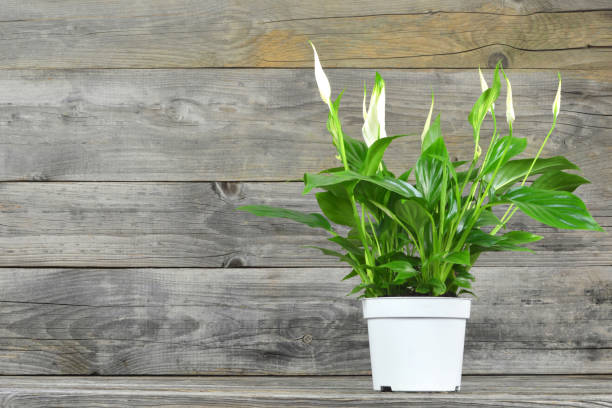 istock Spathiphyllum  in flowerpot on wooden background 1173003797