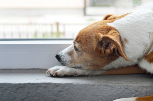 istock Dog waiting at the window 1173003944