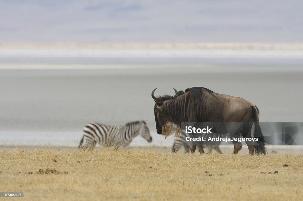 Oprogramowanie Gnu i zebras - Zbiór zdjęć royalty-free (Afryka)