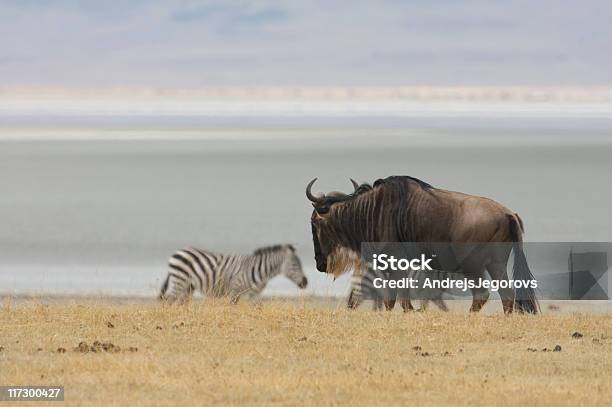 Oprogramowanie Gnu I Zebras - zdjęcia stockowe i więcej obrazów Afryka - Afryka, Antylopa, Bez ludzi