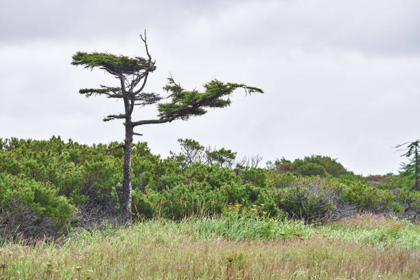 Green cedar elfin and larch trees, cloudy sky, north Sakhalin island, Russia