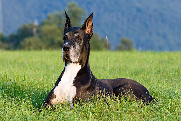 istock A dog waiting in the grass on the park  117300509
