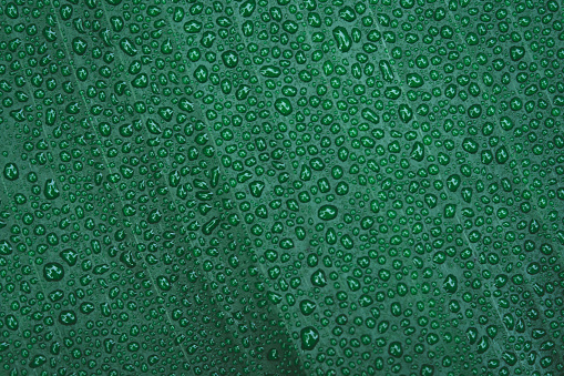 Water drops on banana leaf background