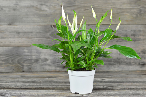 Spathe flower in flowerpot on wooden background