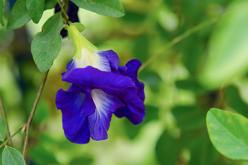 Butterfly pea, blue pea flower herbal tea for tree