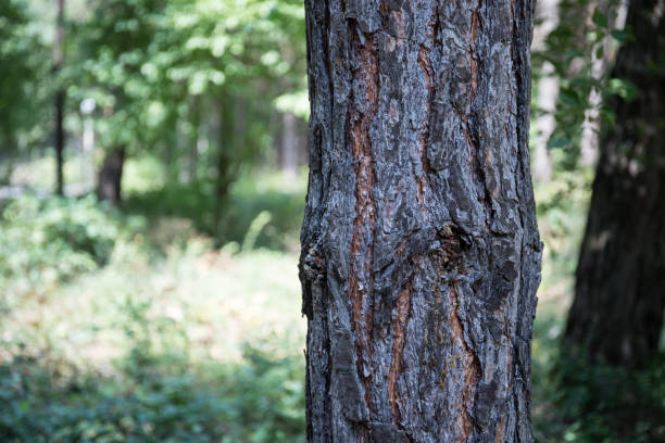 istock Bark of Pine Tree close up. Beautiful pine forest at summer time. 1173007813