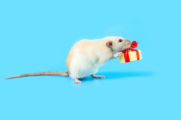 istock cute decorative rat with cheese gift and red bow on a blue background 1173009916