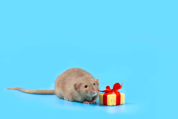 istock cute decorative rat with cheese gift and red bow on a blue background 1173010098