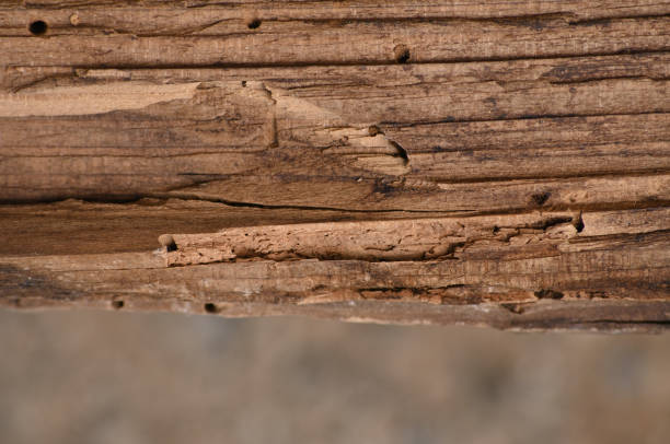 istock Wooden background of dark color 1173010126