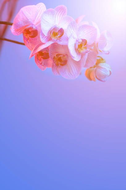 istock delicate pink Orchid with dew drops close-up on light blue background 1173011041