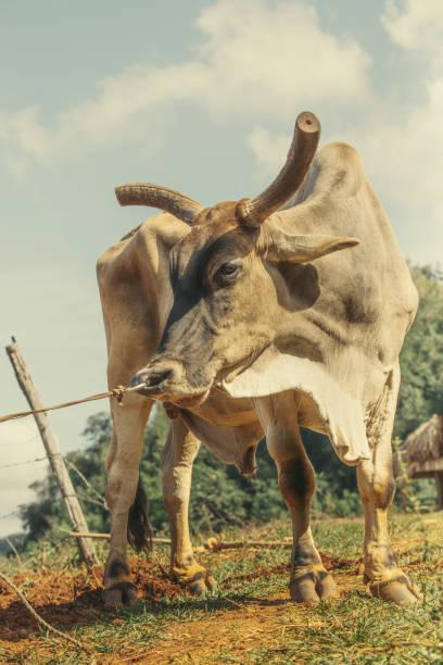 istock Nose Ring Roped and Horned Cuban Cattle 1173011050
