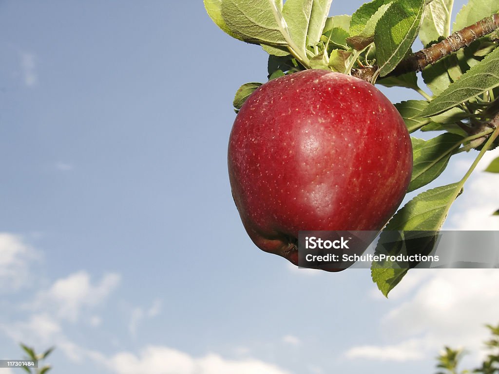 Apple Tree an apple tree on a clear day. Apple Tree Stock Photo