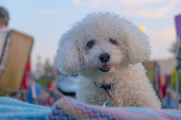 bichon frisé bij een picknick met zon achter zijn hoofd - boegbeeld model stockfoto's en -beelden