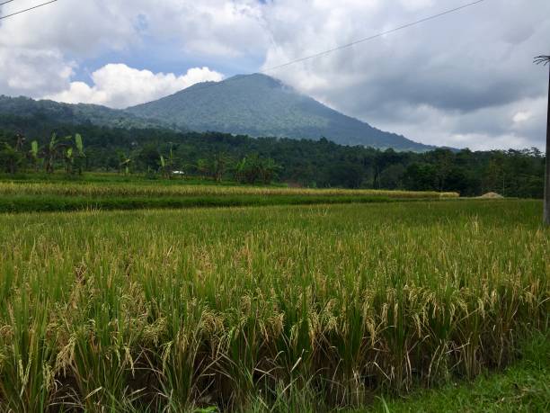 istock Mount Batukaru from the rice field 1173016424