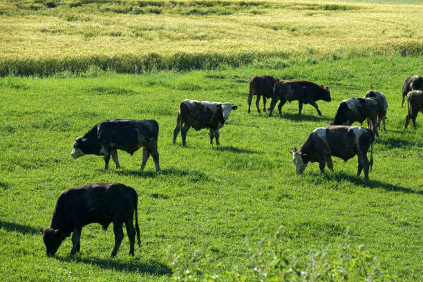 istock Cow herd eating grass on green landscape 1173017044