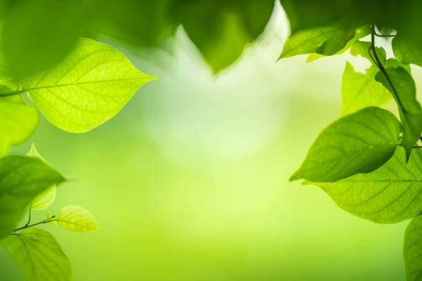 istock Closeup green leaf with beauty bokeh under sunlight background 1173023737