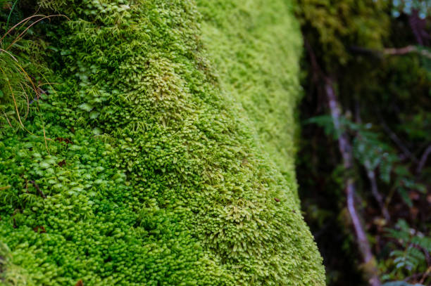 istock Close up of tree trunk covered with green soft moss 1173024698