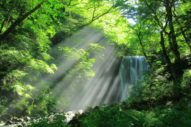 秋田県の夏の滝 - spring waterfall landscape mountain ストックフォトと画像