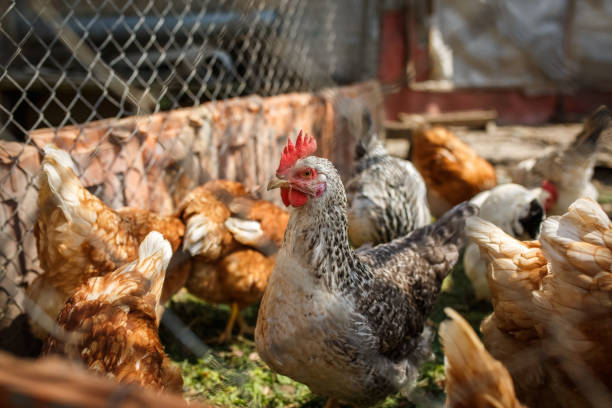 istock domestic poultry, chickens behind the fence 1173030878