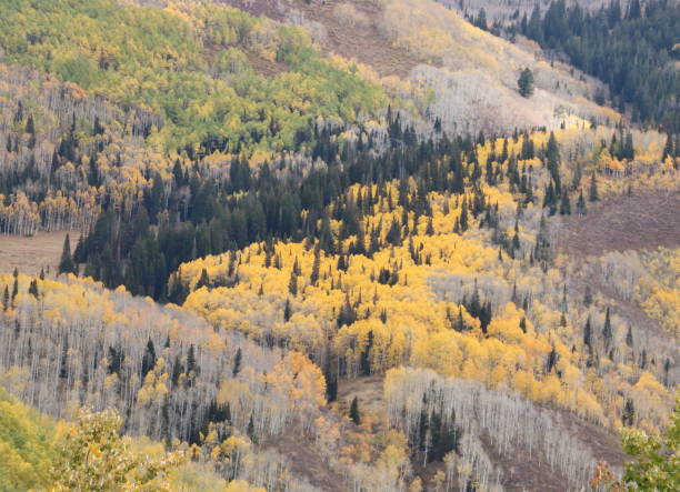 istock Aspen grove in the Autumn, Wasatch Mountains, Utah 1173032302