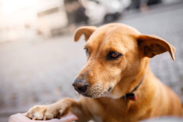 istock Brown mutt dog giving paw 1173032394