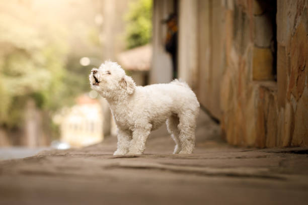 cane che abbaia per strada - bark foto e immagini stock