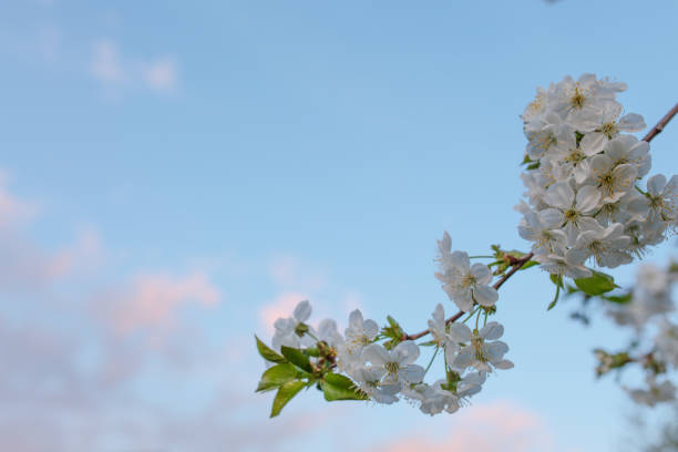 istock flowering spring trees white flowers cherry 1173033126