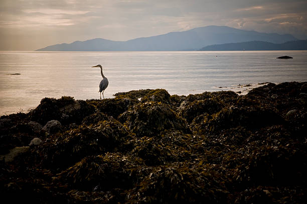 istock Gray Heron on the English Bay 117303389