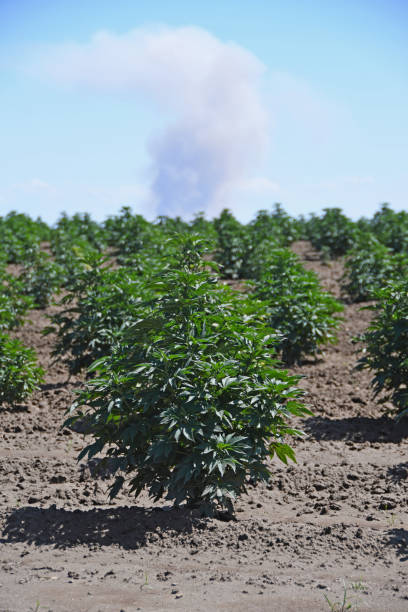 Cannabis field stock photo