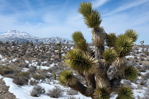 Joshua tree (Yucca brevifolia) in snow near Cold Creek canyon outside Las Vegas Nevada in winter