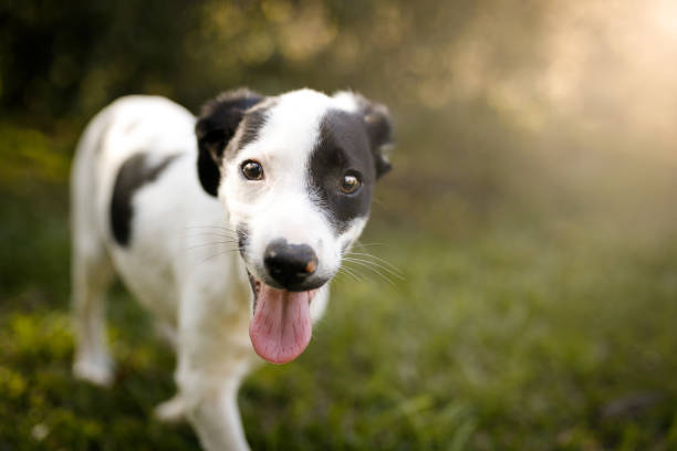Puppy playing.