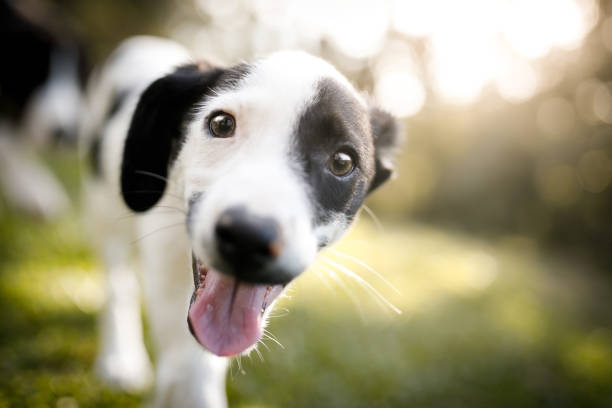 perro cachorro sonriente - mixed breed dog fotografías e imágenes de stock