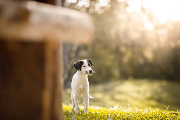 Curious puppy portrait.