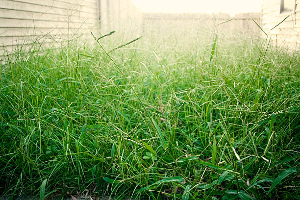 This summer, the yard got a little out of hand...