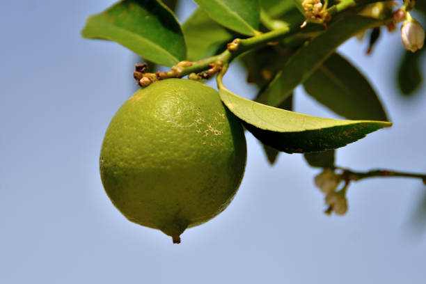 Ripe lime on tree stock photo